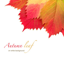 autumn leaf on white background