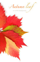 autumn leaf on white background