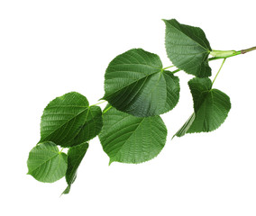 Naklejka na ściany i meble linden green leaves isolated on white