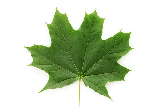 green maple leaf isolated on white
