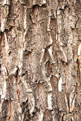 Tree bark