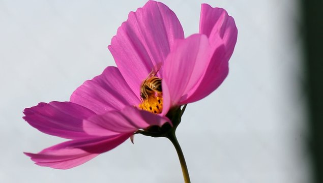 ピンクのコスモスと蜂