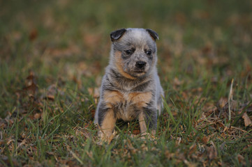 Cute Australian Cattle Dog puppy aged five weeks