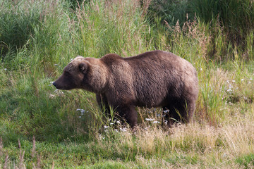 Brown Coastal Bear