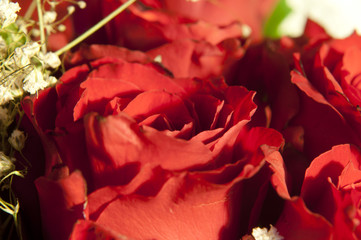 rose rosse