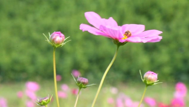 ピンクのコスモスと蜂