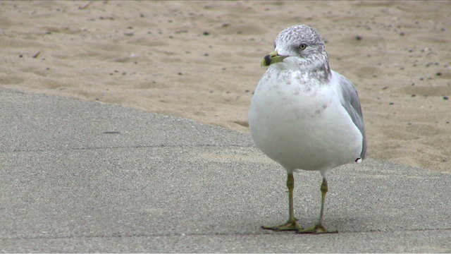Seagull on a walkway at a beach
