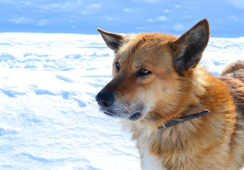 Country dog on snow background