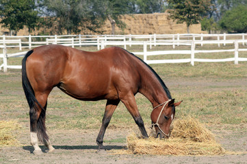 Obraz premium horse eating hay