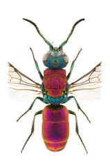Chrysura laevigata