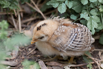 Young small chick