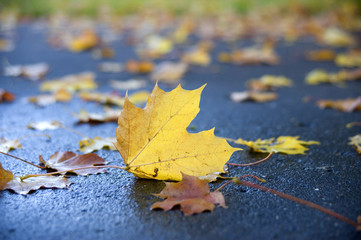The sheet of a maple, lying on the earth.