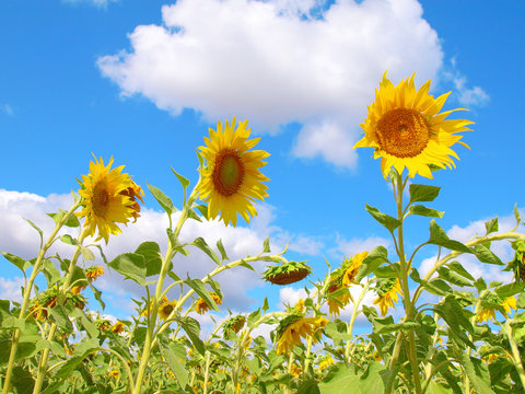 Sunflowers over blue sky with clouds