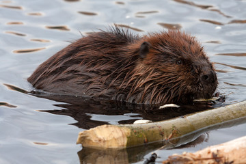 beavers © Gail Johnson