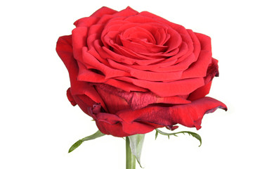 Rote blühende Rose