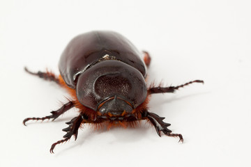 Oryctes Nasicornis Scarabeo Rinoceronte