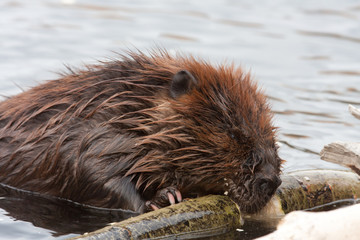 beavers © Gail Johnson