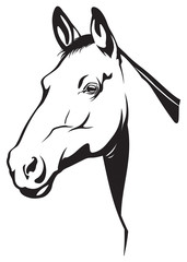 Horse © master24