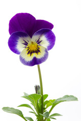 Violettes cornues (Viola cornuta, pensée), facultatif
