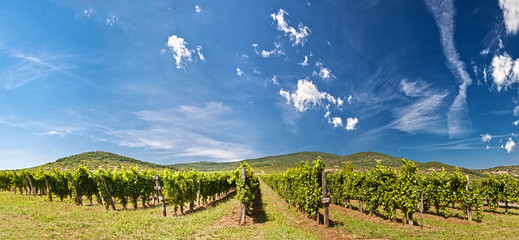 Vineyard panorama in Tokay, Hungary - 36053007