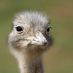 Darwin's Rhea