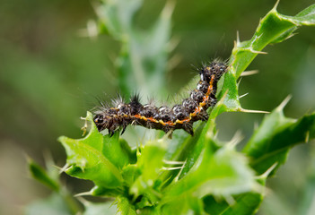 gefrässige Raupe auf Distel