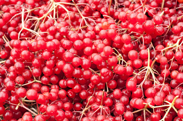 viburnum berries background