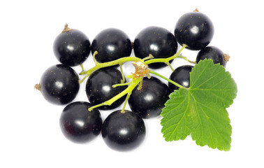 black currant