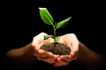 plant in hands