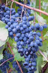 A bunch of blue  grapes