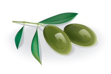 Obraz na płótnie Canvas olives branch