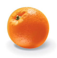 illustration of orange