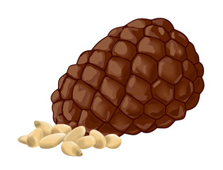 illustration of pine nuts and cones