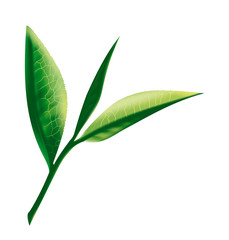 tea leaves illustration