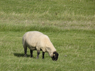 Schaf