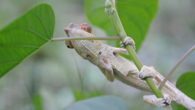 Cam&eacute;l&eacute;on