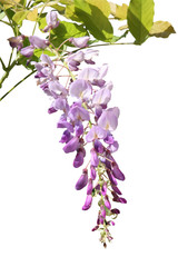 Fototapeta premium fleur de glycine