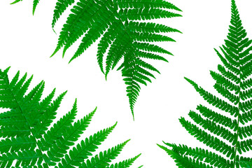 Fototapeta na wymiar Three green leaves of fern isolated on white