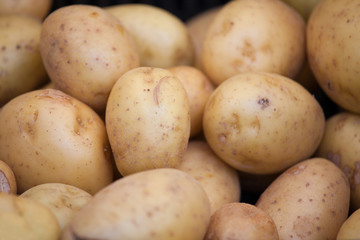 Group of young raw patatoes in peel close-up