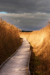 Wooden pathway in reeds