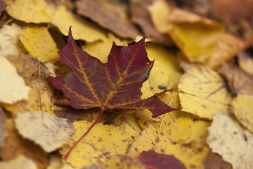 maple leaf in autumn