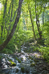 Beautiful forest waterfall in Plitvicka jezera Croatia