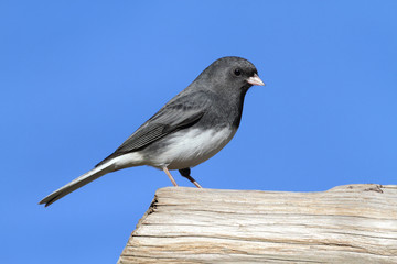 Junco on a Perch