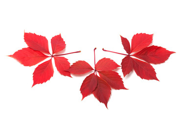 Three red autumn virginia creeper leaves