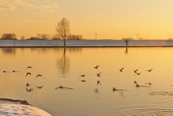 Waterfowl and a Dutch river in golden afternoon light