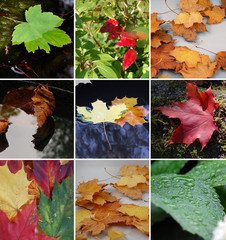 Herbstblätter