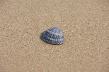 Fototapeta na wymiar Shell w piasku