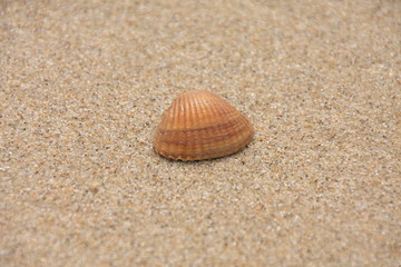 Fototapeta na wymiar Shell na plaży