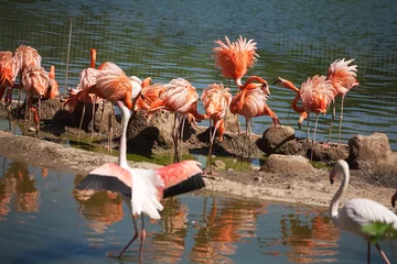 Crédence de cuisine en verre imprimé Flamant pink flamingo