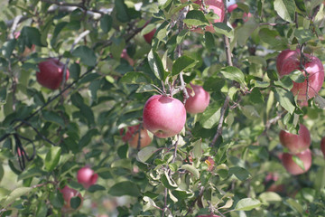 リンゴの木